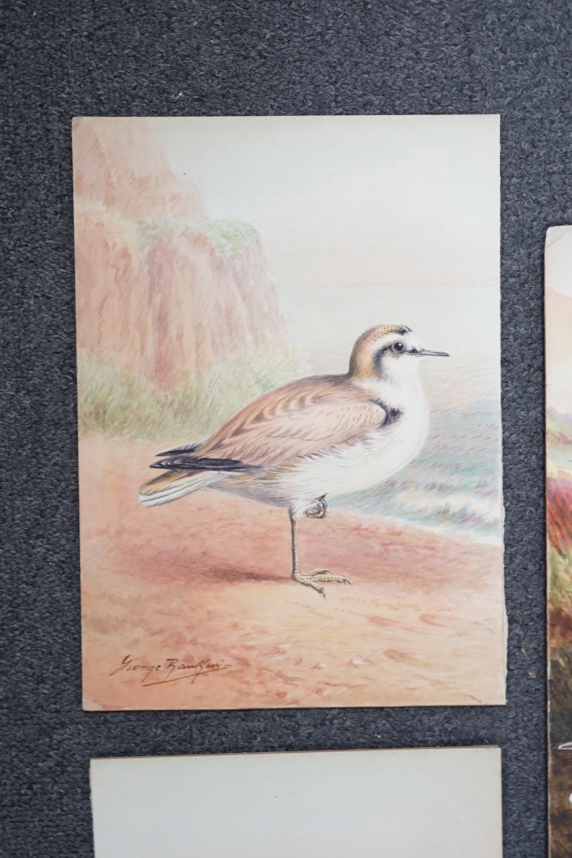 George James Rankin (British, 1864-1937), four watercolour designs for postcards, British Birds; Kentish Plover, Shorelark, Seagulls Flying & Common Gulls, signed, 27 x 19cm (3) and 46 x 30cm (1)